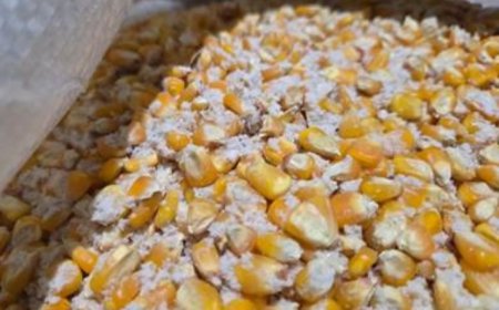 मकई में छिपाकर 56 किलोग्राम सबसे उत्तेजक ड्रग्स की  स्मगलिंग, दो गिरफ्तार