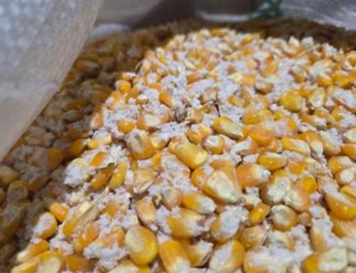 मकई में छिपाकर 56 किलोग्राम सबसे उत्तेजक ड्रग्स की  स्मगलिंग, दो गिरफ्तार