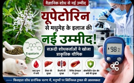 यूपेटोरिन से मधुमेह के इलाज की नई उम्मीद: सऊदी शोधकर्ताओं ने खोजा प्राकृतिक यौगिक