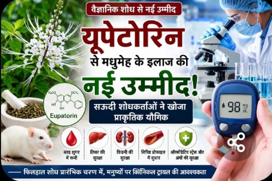 यूपेटोरिन से मधुमेह के इलाज की नई उम्मीद: सऊदी शोधकर्ताओं ने खोजा प्राकृतिक यौगिक
