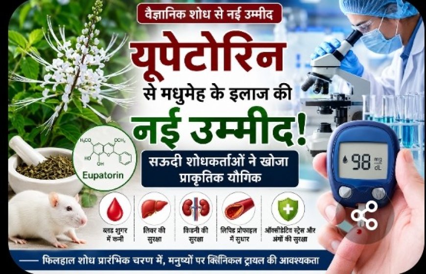 यूपेटोरिन से मधुमेह के इलाज की नई उम्मीद: सऊदी शोधकर्ताओं ने खोजा प्राकृतिक यौगिक